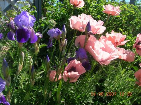 gallery_2484_1151_284434.jpg