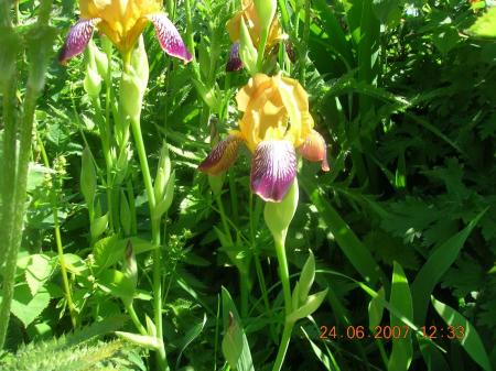 gallery_2484_1151_58479.jpg