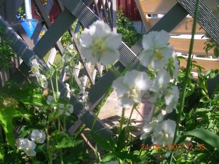 gallery_2484_1152_149780.jpg