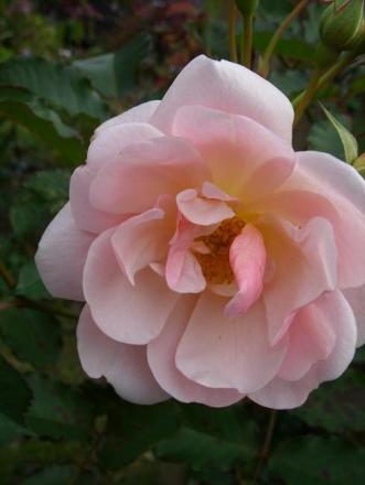 gallery_5307_533_43680.jpg