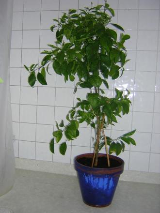 gallery_11874_946_50409.jpg