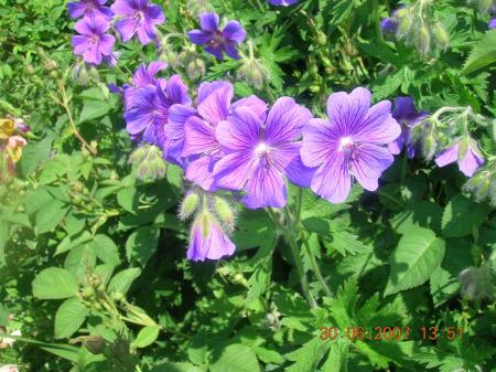 gallery_2484_1152_16488.jpg
