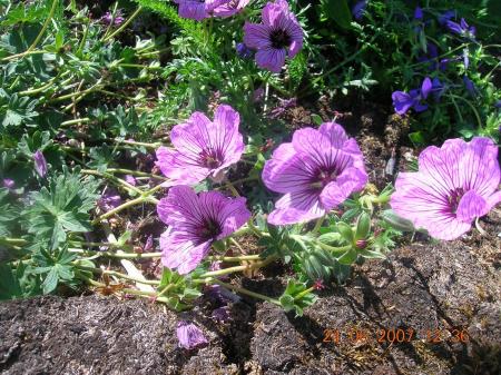 gallery_2484_1152_274849.jpg