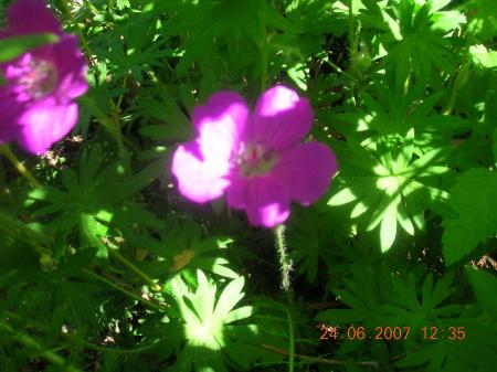 gallery_2484_1152_43421.jpg