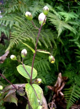 gallery_834_1080_10757.jpg