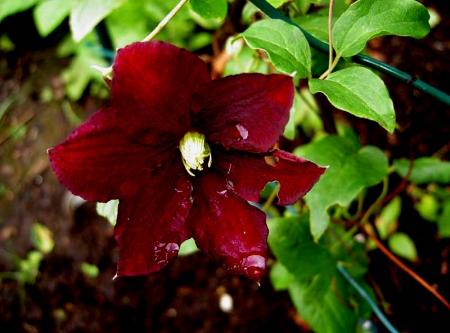 gallery_834_1080_22931.jpg