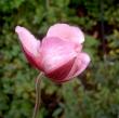 tn_gallery_834_1080_28833.jpg