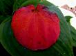 tn_gallery_834_1080_9242.jpg