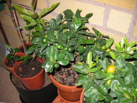 gallery_10947_664_51272.jpg