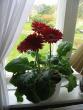 tn_gallery_9255_1156_4594.jpg