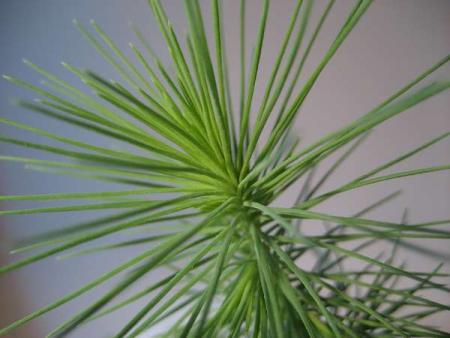 gallery_1011_1162_24262.jpg
