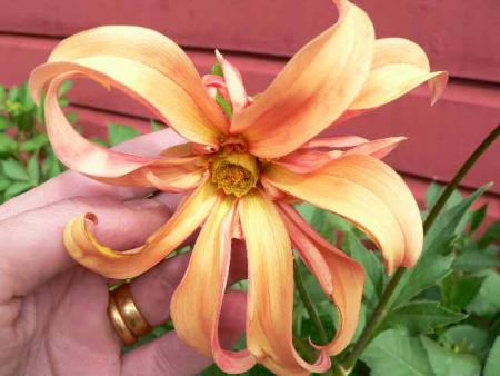 gallery_2746_1161_10915.jpg