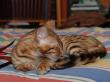 tn_gallery_1090_960_5336.jpg