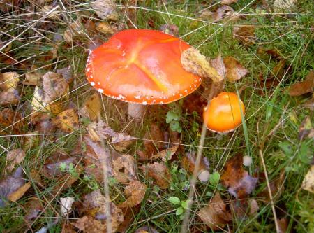 gallery_834_1168_71544.jpg