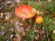 tn_gallery_834_1168_71544.jpg