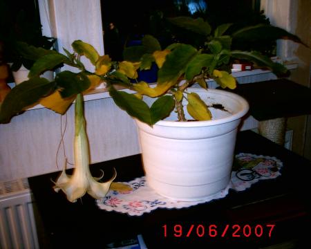 gallery_12349_1176_15767.jpg