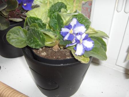 gallery_4247_1170_26954.jpg