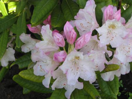 gallery_9255_981_31032.jpg