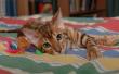 tn_gallery_1090_960_7663.jpg