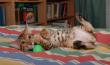 tn_gallery_1090_960_7822.jpg