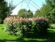 tn_gallery_365_272_115552.jpg