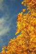 tn_gallery_365_273_3685.jpg