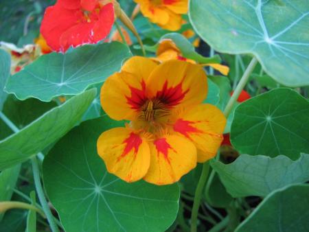 gallery_11610_1181_147225.jpg