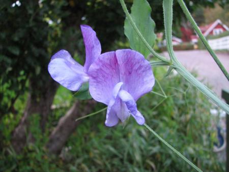 gallery_11610_1181_27717.jpg