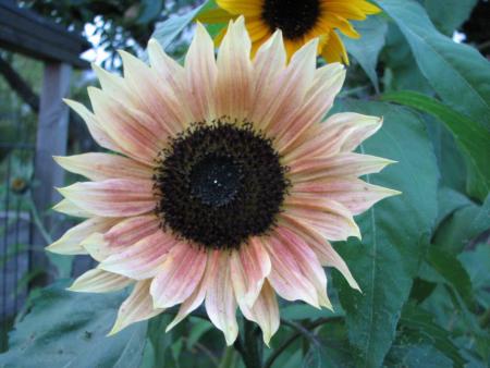 gallery_11610_1181_33088.jpg