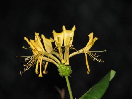 gallery_11610_1181_6926.jpg
