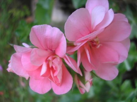 gallery_5783_1182_31690.jpg