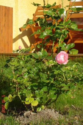 gallery_8989_490_90340.jpg