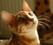 tn_gallery_1090_960_229.jpg