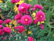 tn_gallery_11610_1181_1004.jpg