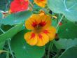 tn_gallery_11610_1181_147225.jpg