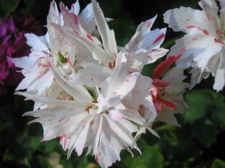 gallery_5783_1182_10554.jpg