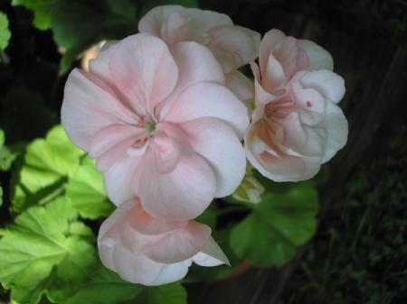 gallery_5783_1182_1082.jpg
