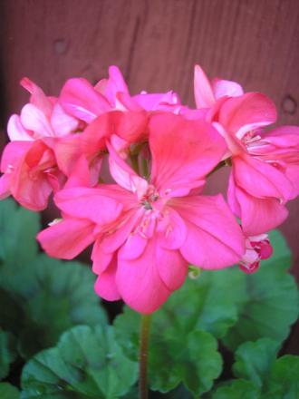 gallery_5783_1182_1209.jpg