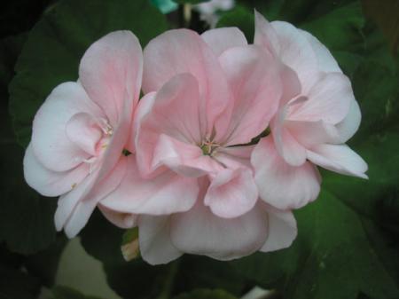 gallery_5783_1182_16511.jpg