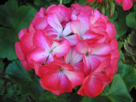 gallery_5783_1182_25448.jpg