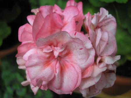 gallery_5783_1182_26603.jpg