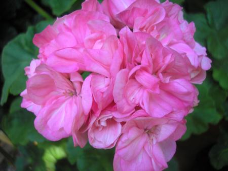 gallery_5783_1182_2795.jpg