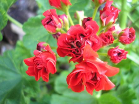 gallery_5783_1182_38511.jpg