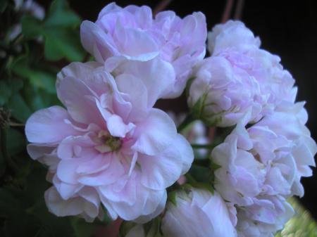 gallery_5783_1182_38591.jpg