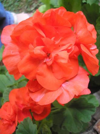 gallery_5783_1182_52194.jpg