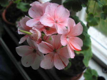 gallery_5783_1182_54475.jpg