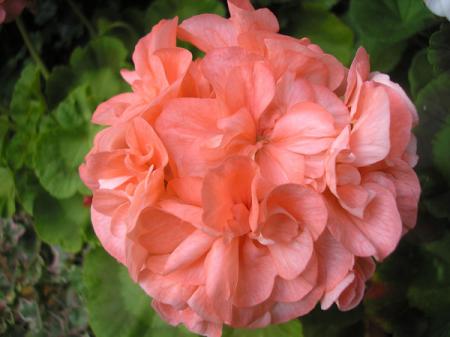 gallery_5783_1182_67699.jpg