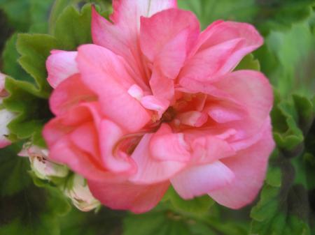 gallery_5783_1182_69437.jpg