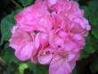 tn_gallery_5783_1182_2795.jpg