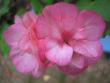 tn_gallery_5783_1182_9490.jpg